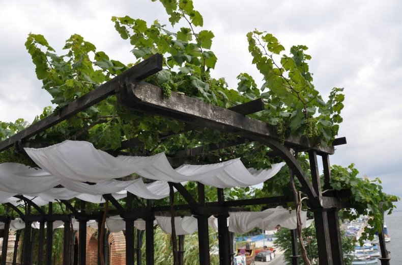 Вертикальное озеленение виноградом