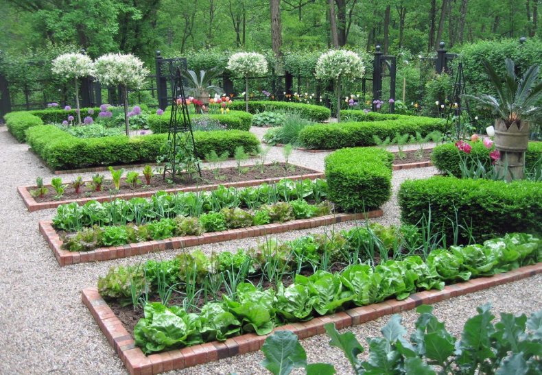 Овощной сад на участке