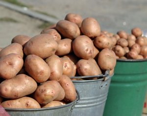 Урожайность картофеля со временем уменьшается