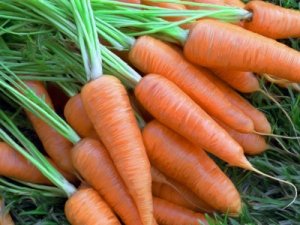 Весенняя посадка моркови