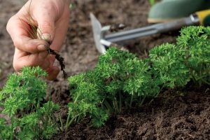 Удаление сорняков улучшит развитие моркови