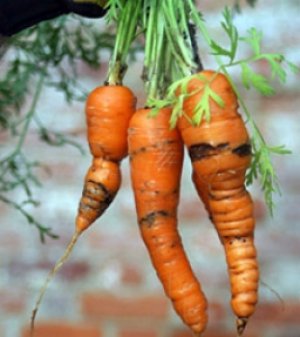 Важно защищать морковь от болезней и вредителей