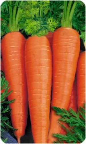 Морковь сорта «Витаминная» может лежать достаточно долгое время
