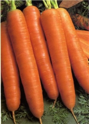 Морковь этого сорта хранится долго