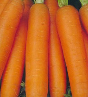 Полив очень важен для моркови