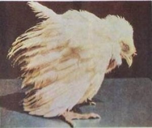Кокцидиоз - одна из причин смерти цыплят