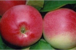 Плод яблока «Пепин Шафранный »покрыт красным румянцем