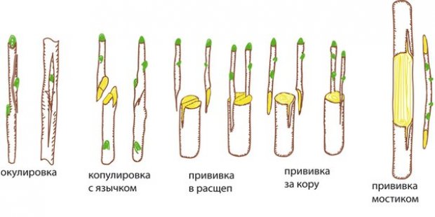 Как правильно сделать прививку яблони