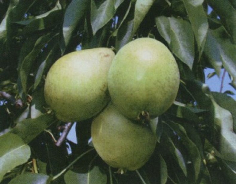 Плоды сорта «Скороспелка» среднего или ниже среднего размера