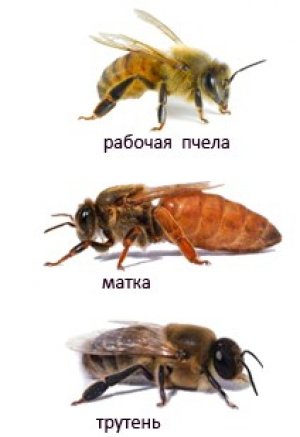 Матка, трутень, рабочая пчела