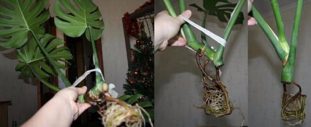 Адениум - уход в домашних условиях и выращивание цветка (фото) Клубника Мальвина - поздняя из поздних, описание, специфика