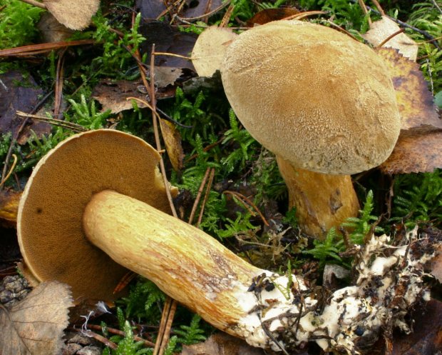 Рисунок для спиц Рисунок для спиц