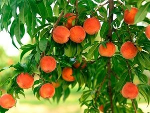 От формирования кроны зависит плодоношение персика