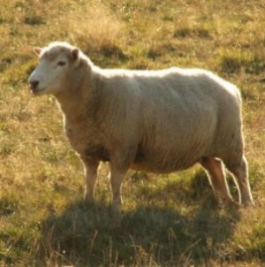 Овцы в период беременности