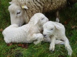 Беременную овцу нужно подкармливать