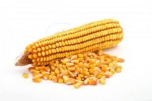 Особенности хранения кукурузы