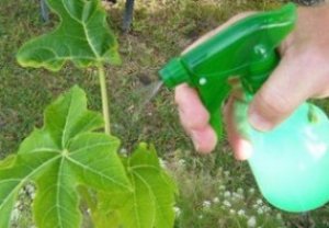 Зеленое мыло для растений