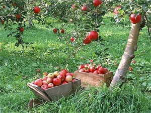 Яблуневый сад, свой личный сад в подмосковье