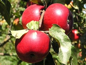 плоды клоновидных яблонь в подмосковье
