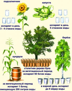 Испарение воды различными растениями
