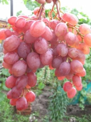 Сорт винограда «Румба»