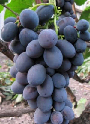 Сорт винограда «Гала»