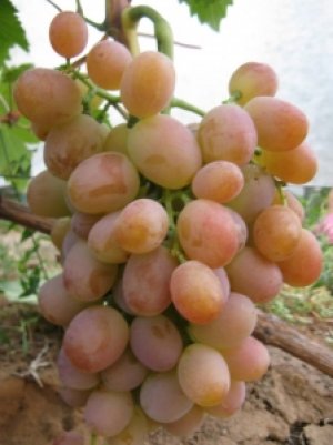 Сорт винограда «Хамелеон»