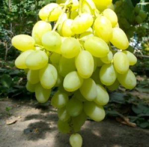 Сорт винограда «Ландыш»