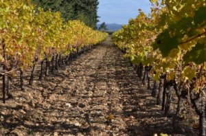 Виноград можно сажать как весной так и осенью