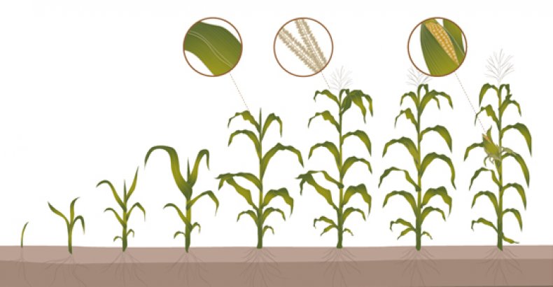 Вегетация кукурузы