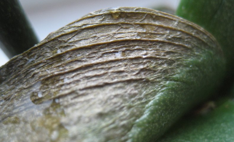 Коричневые пятна на листьях фаленопсиса