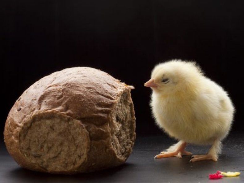 Хлеб для цыплят