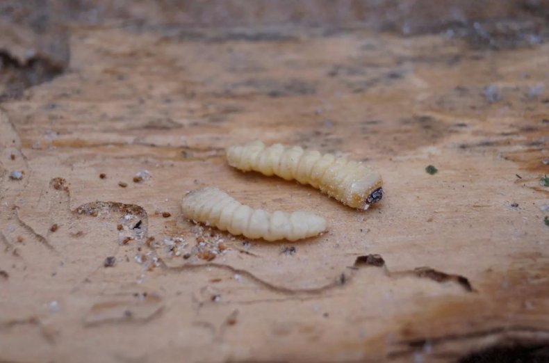 Личинки жука короеда