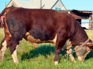 Вес быка может превышать 1 тонну