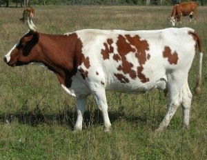 Айрширская порода относится к молочной группе коров