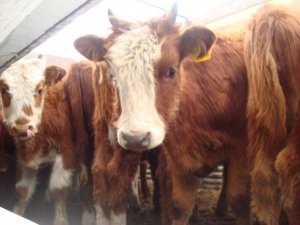 Зимой коровы компенсируют недостаток пищи запасами жира