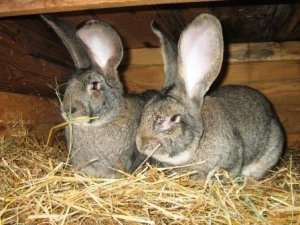 Мнение о том, что матери-крольчихи могут съедать своё потомство ошибочно.