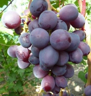 Виноград Али-Баба