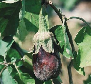 Фитофтороз на плодах баклажан