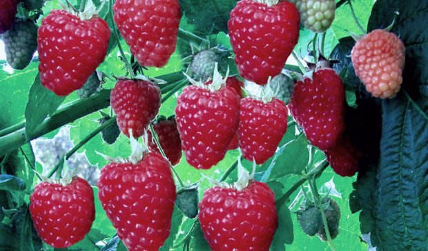 Клубника галя чив: описание сорта, отзывы, фото куста » eТеплица Клубника Галя Чив, она же Галячив с ее недостатками или критика