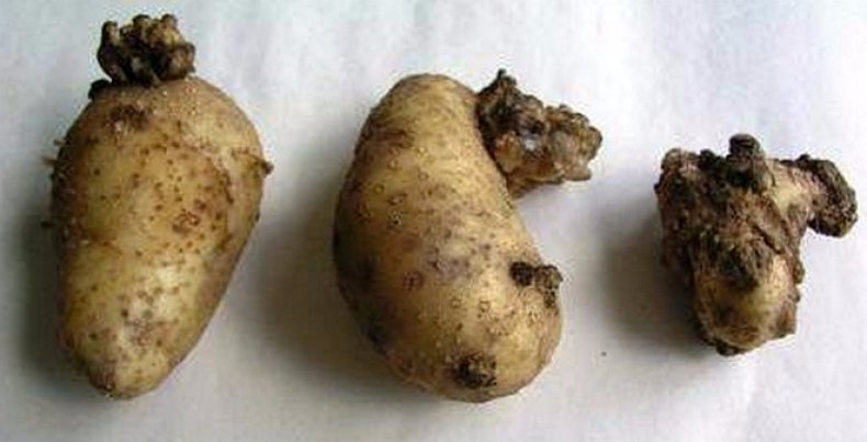 рак картофеля
