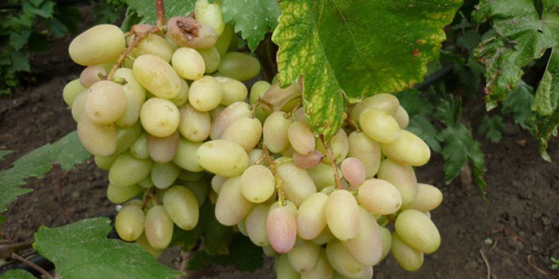 Гибридная форма винограда «Преображение»