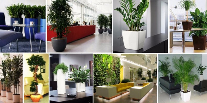 Офисы с растениями