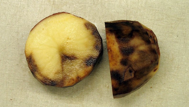 Картофель, пораженный фитофторозом