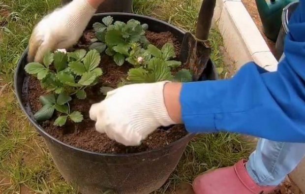 Сорт клубники вьющейся клубники Сорт клубники вьющейся клубники