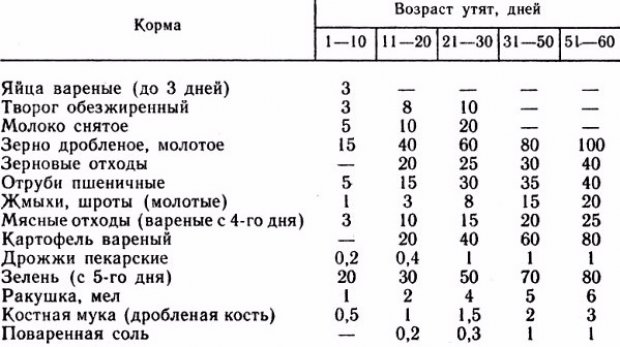 Рацион индоуток в домашних условиях Рацион индоуток в домашних условиях