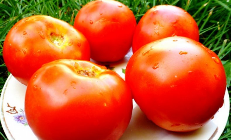Плоды томатов Белый налив