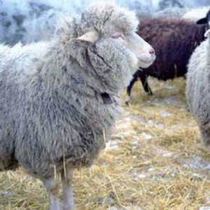 Оспа у овц и коз
