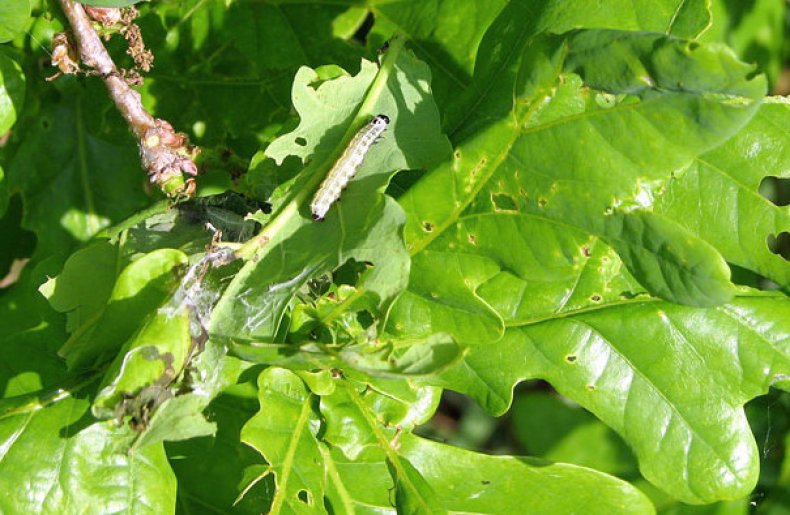 Личинка дубовой листовертки