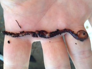 Калифорнийский червь